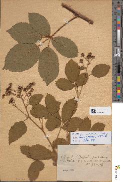 spécimen de Rubus divaricatus