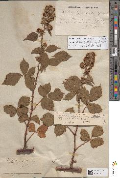 spécimen de Rubus questieri