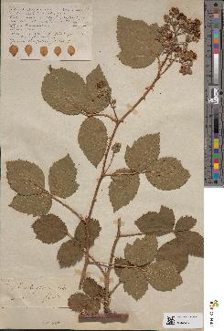 spécimen de Rubus holerythrus