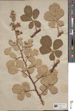 spécimen de Rubus rusticanus