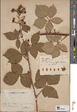 spécimen de Rubus mercieri