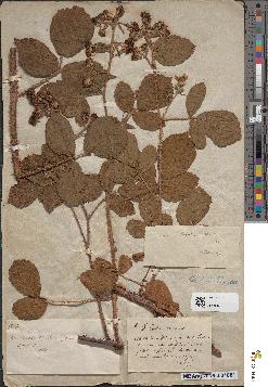 spécimen de Rubus hirtus