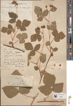 spécimen de Rubus caesius