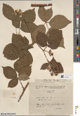 spécimen de Rubus × bicolorifolius