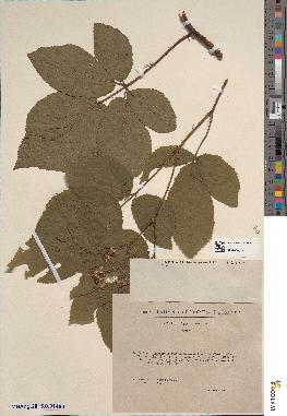 spécimen de Rubus schummelii