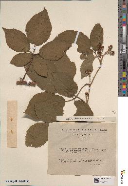 spécimen de Rubus omalus