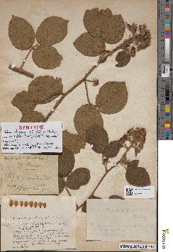 spécimen de Rubus subcanus