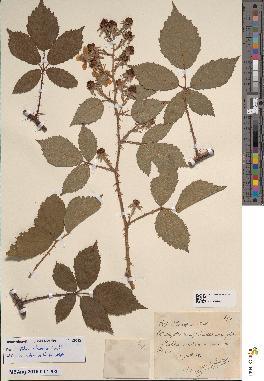 spécimen de Rubus discerptus