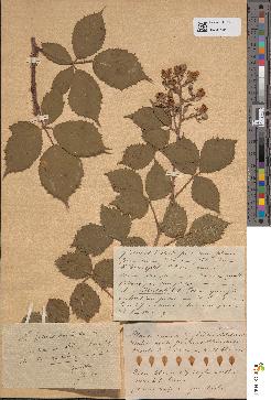 spécimen de Rubus discerptus