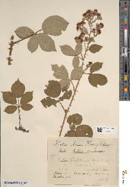 spécimen de Rubus griffithianus