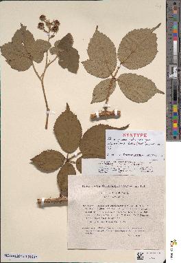 spécimen de Rubus micans