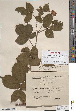 spécimen de Rubus micans