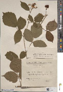 spécimen de Rubus micans
