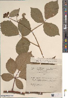 spécimen de Rubus × parceglandulosus