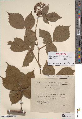spécimen de Rubus × parceglandulosus