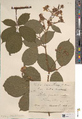 spécimen de Rubus granulatus