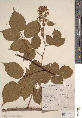 spécimen de Rubus granulatus