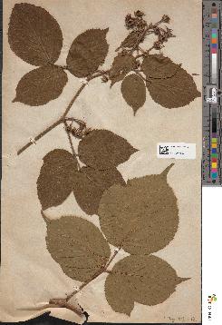 spécimen de Rubus hirtus