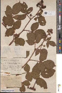 spécimen de Rubus arachnites