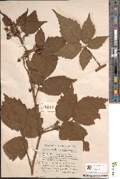 spécimen de Rubus arachnites