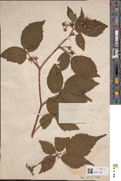 spécimen de Rubus arachnites