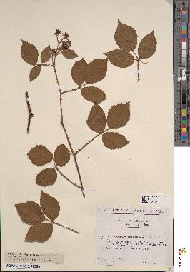 spécimen de Rubus microthyrsus