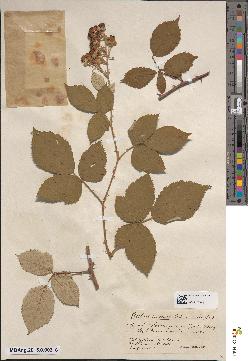 spécimen de Rubus nothus