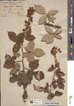 spécimen de Rubus nothus