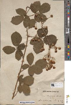 spécimen de Rubus ulmifolius