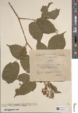 spécimen de Rubus melanoxylon