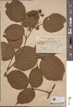 spécimen de Rubus bellardii
