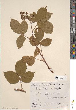 spécimen de Rubus bellardii