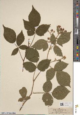 spécimen de Rubus vestitus