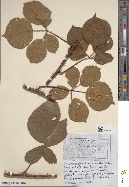 spécimen de Rubus vestitus