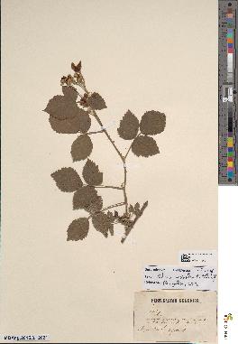 spécimen de Rubus uncinellus