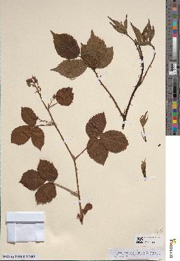 spécimen de Rubus fastigiatus