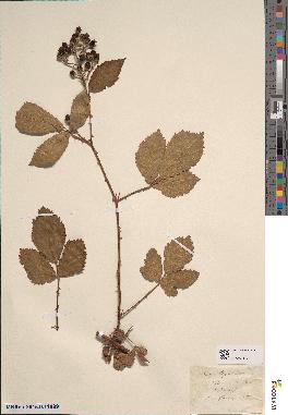 spécimen de Rubus thyrsoideus