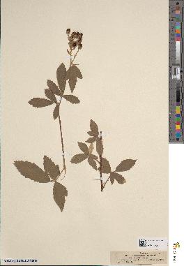spécimen de Rubus tomentosus