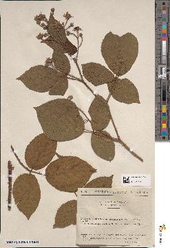 spécimen de Rubus hirtus