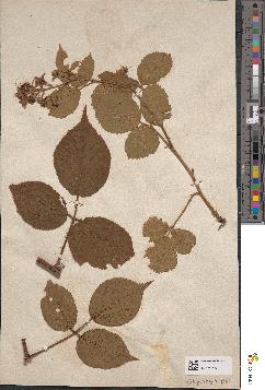 spécimen de Rubus hirtus