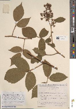 spécimen de Rubus hirtus
