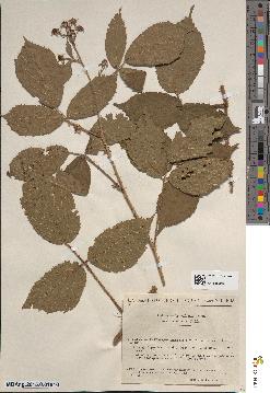 spécimen de Rubus hirtus