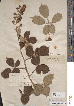 spécimen de Rubus lemaitrei