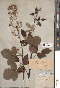 spécimen de Rubus chlorocarpus