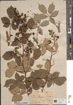 spécimen de Rubus chlorocarpus