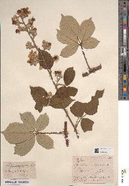 spécimen de Rubus × pseudopropinquus