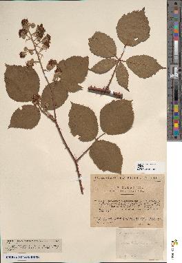 spécimen de Rubus argentatus