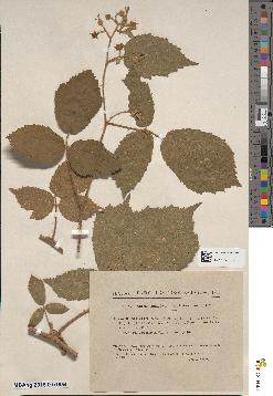 spécimen de Rubus serpens