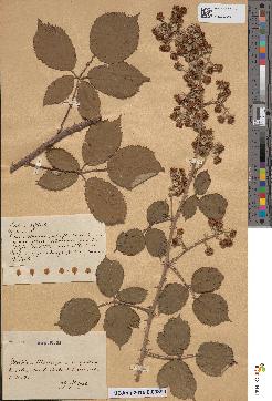 spécimen de Rubus saulii