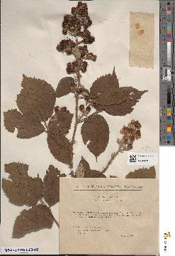 spécimen de Rubus bifrons